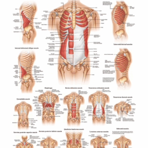 Muscles of Abdomen and Ribs Anatomical Chart