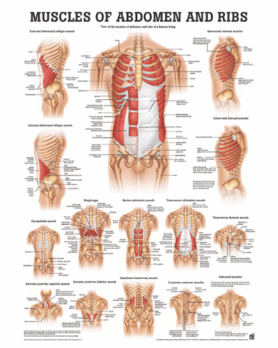 Muscles of Abdomen and Ribs Anatomical Chart