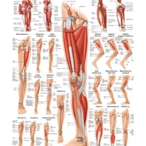 Muscles of the Human Leg Anatomical Chart