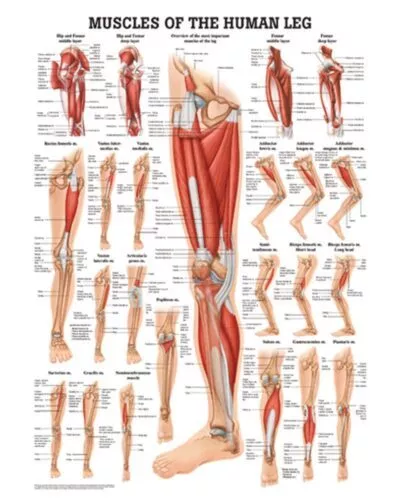 Muscles of the Human Leg Anatomical Chart