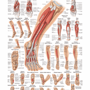 Muscles of the Foot Anatomical Chart