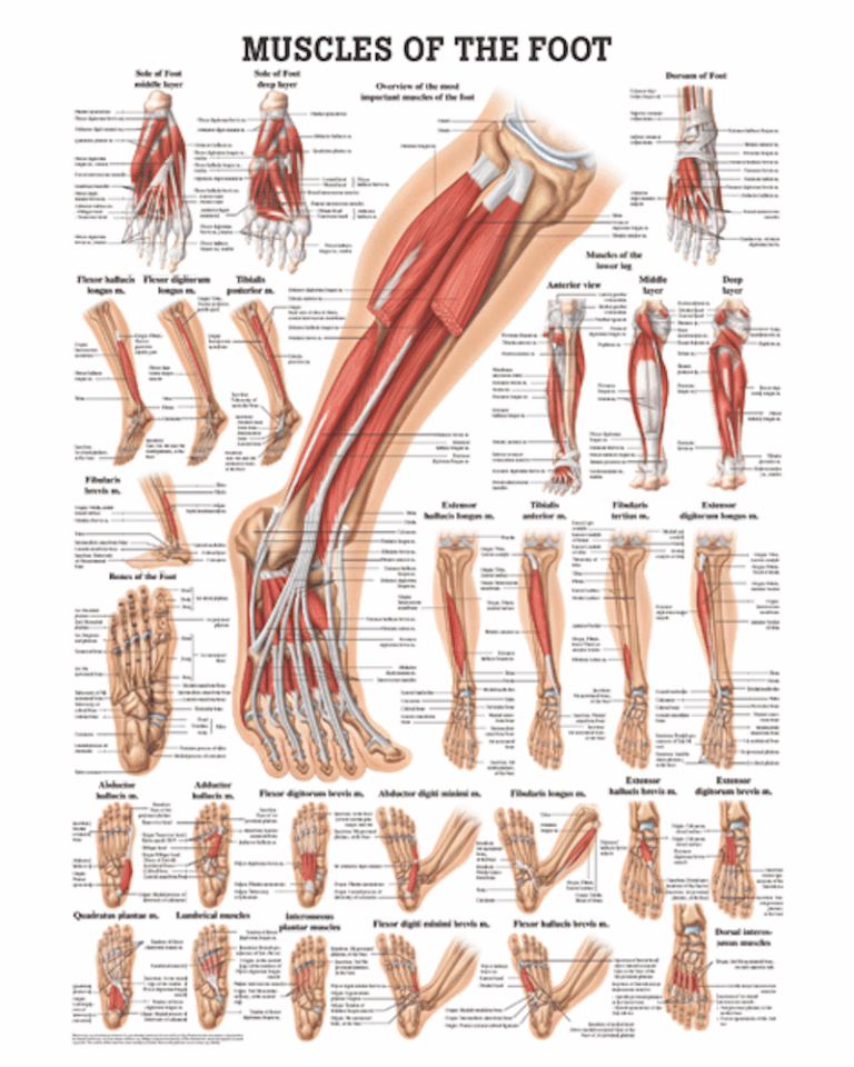 Muscles of the Foot Anatomical Chart Osta International