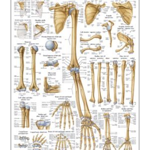 The Bones of the Upper Limb Anatomical Chart