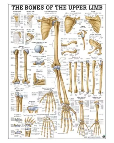 The Bones of the Upper Limb Anatomical Chart