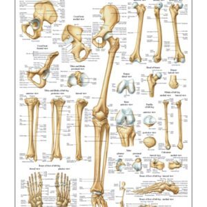 The Bones of the Lower Limb Anatomical Chart