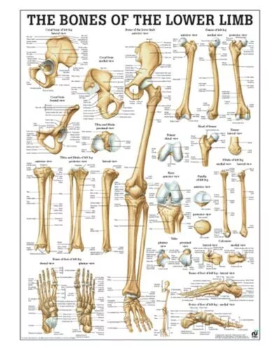 The Bones of the Lower Limb Anatomical Chart