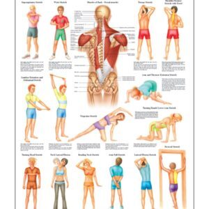 Stretching I Anatomical Chart