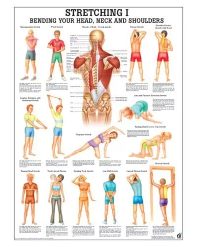 Stretching I Anatomical Chart