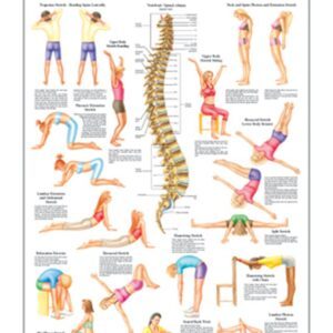 Stretching II Anatomical Chart