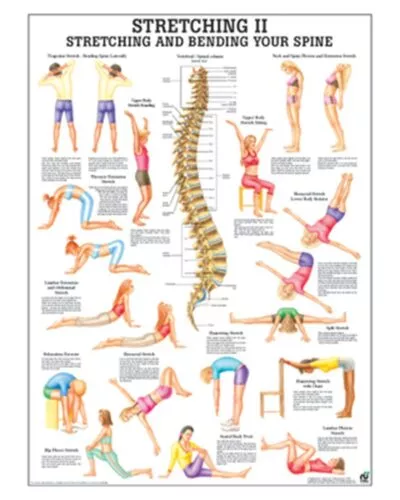 Stretching II Anatomical Chart