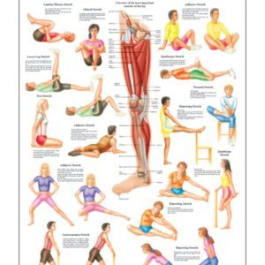 Stretching III Anatomical Chart