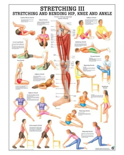 Stretching III Anatomical Chart