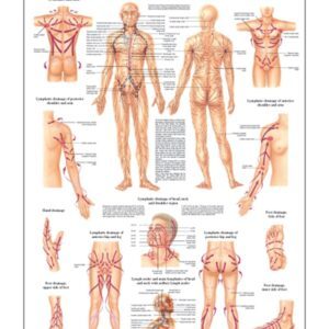 Manual Lymphatic Drainage Anatomical Chart