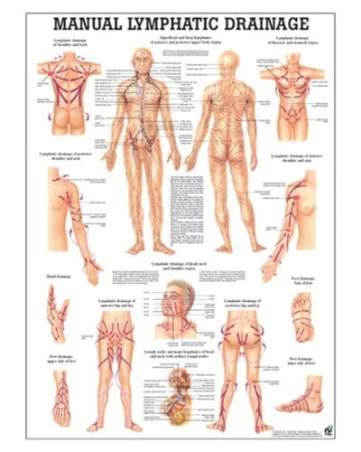 Manual Lymphatic Drainage Anatomical Chart