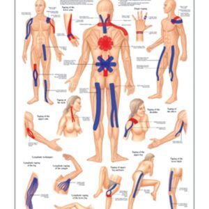 Taping - Basic Techniques Anatomical Chart