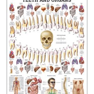 Interactions Between Teeth and Organs Anatomical Chart
