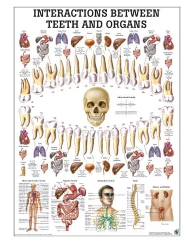 Interactions Between Teeth and Organs Anatomical Chart
