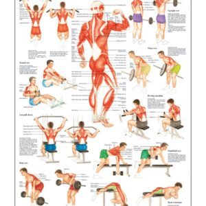 Workout For Your Back Anatomical Chart