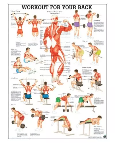 Workout For Your Back Anatomical Chart