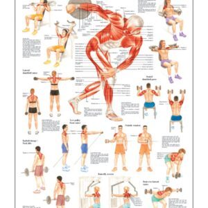 Workout For Your Shoulder Anatomical Chart