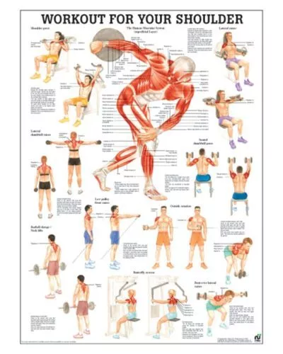 Workout For Your Shoulder Anatomical Chart