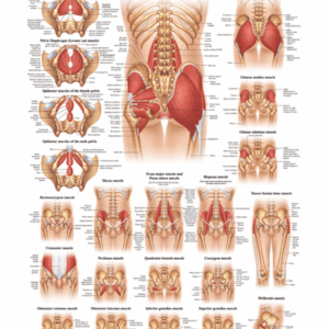 Muscles of Pelvis Hip and Buttock Anatomical Chart