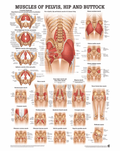 Muscles of Pelvis Hip and Buttock Anatomical Chart