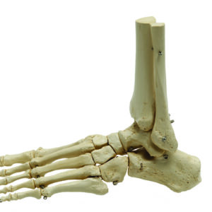 Therapist skeleton set