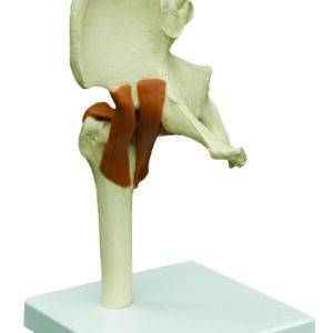 Hip joint with ligaments