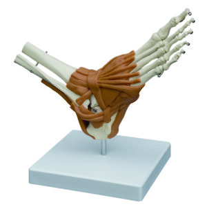 Foot and Ankle Joint with Ligaments