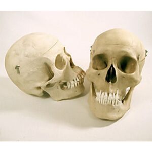 Real Human Skull Synthetic and Natural Teeth