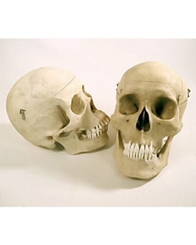Real Human Skull Synthetic and Natural Teeth
