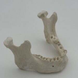 Natural Adult Mandible No Teeth