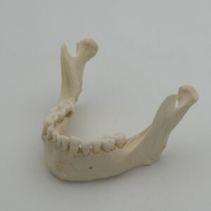 Natural Adult Mandible Full Dentition