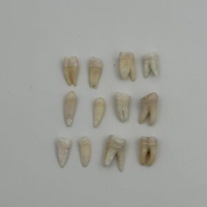 Individual Teeth