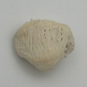 Patella