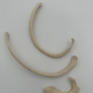 Individual Ribs