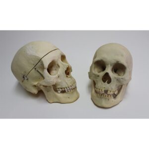 Real Human Skull 60-80 Natural Dentition