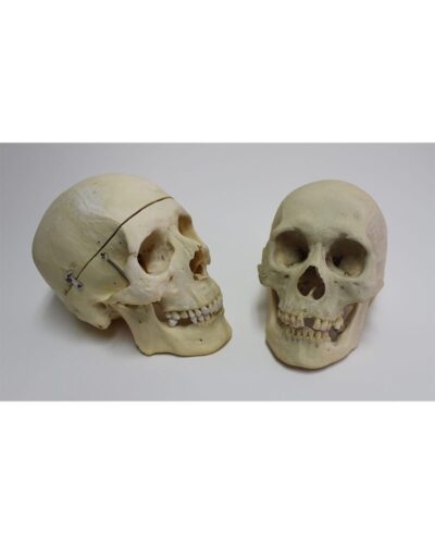Real Human Skull 60-80 Natural Dentition