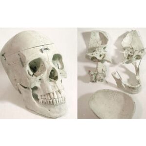 Real Human Skull 5 Part