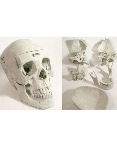 Real Human Skull 5 Part