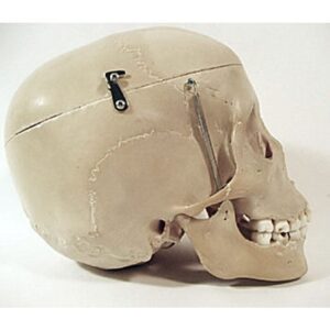Real Human Child Skull
