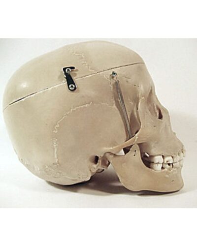 Real Human Child Skull