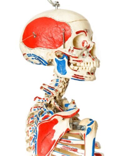 Real Human Articulated Skeleton with Muscle Painting with Stand