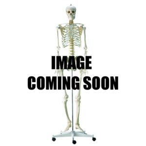 Real Human Articulated Adult Skeleton