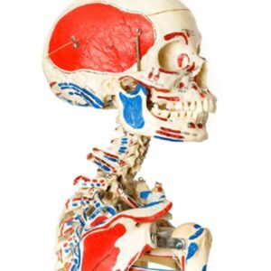 Real Human Articulated Adult Skeleton with Muscle Painting