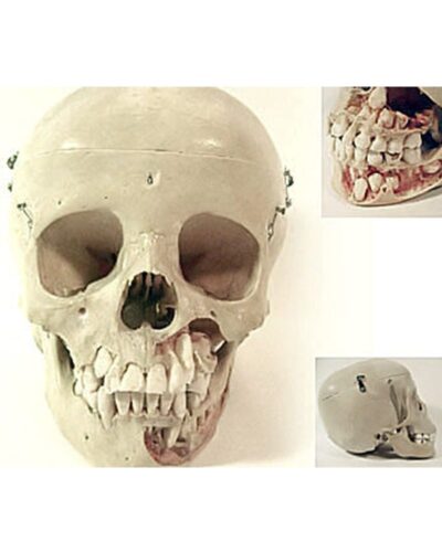 Real Human Child Skull Dental Model