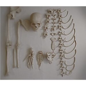 Real Human Half Skeleton with Skull