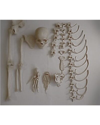 Real Human Half Skeleton with Skull