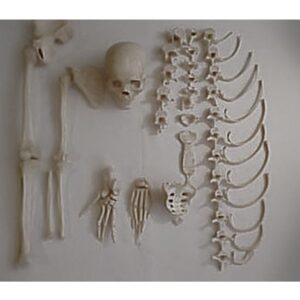 Real Human Disarticulated Skeleton